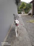 Branquinha
