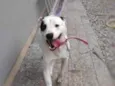 Branquinha