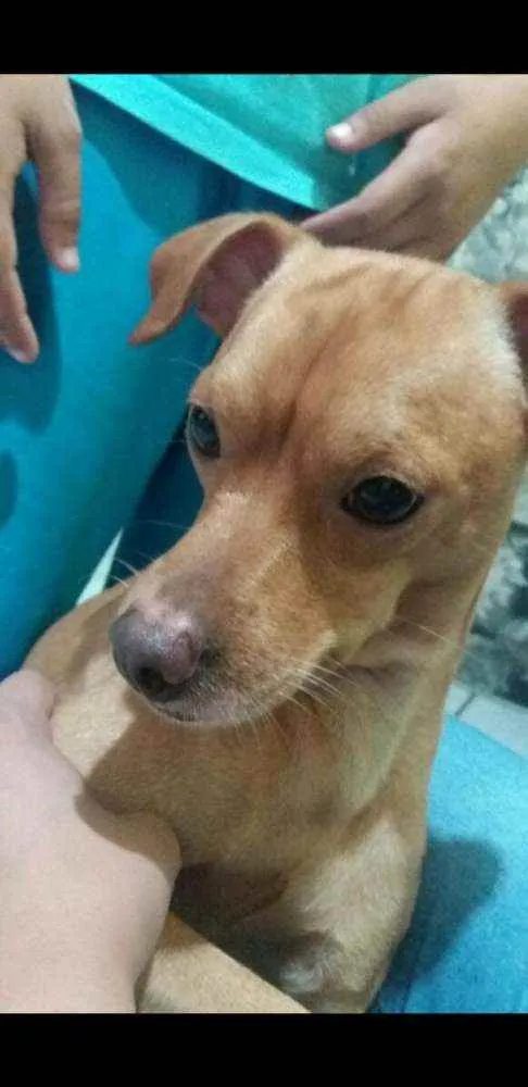 Cachorro ra a Pinscher com srd idade 4 anos nome Marley 