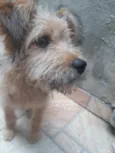 Pipoca