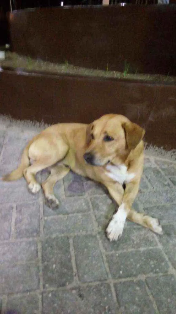 Cachorro ra a Vira lata idade  nome Nao sei o nome