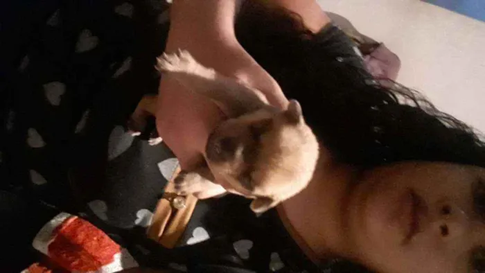 Cachorro ra a Viralatas  idade Abaixo de 2 meses nome N tem nome