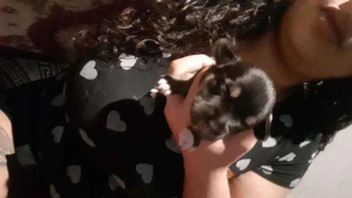 Cachorro ra a Viralatas  idade Abaixo de 2 meses nome N tem nome