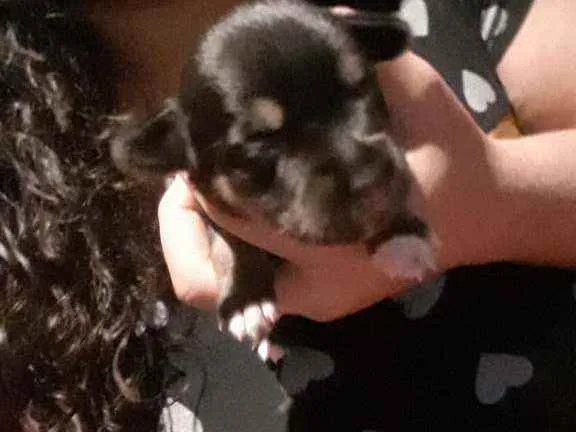 Cachorro ra a Viralatas  idade Abaixo de 2 meses nome N tem nome