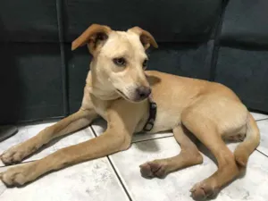 Cachorro raça  idade 7 a 11 meses nome Shaya 