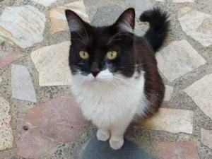 Gato raça SRD idade 1 ano nome Nina