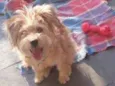 Pipoca