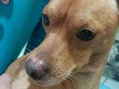 Cachorro ra a Pinscher com srd idade 4 anos nome Marley 