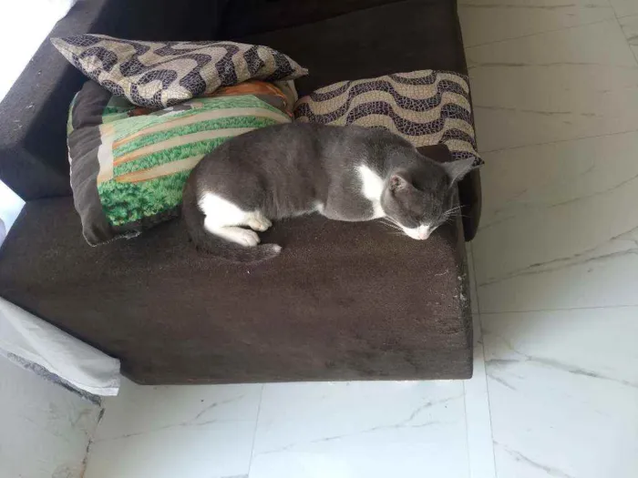 Gato ra a Mestiço idade 2 anos nome Dante