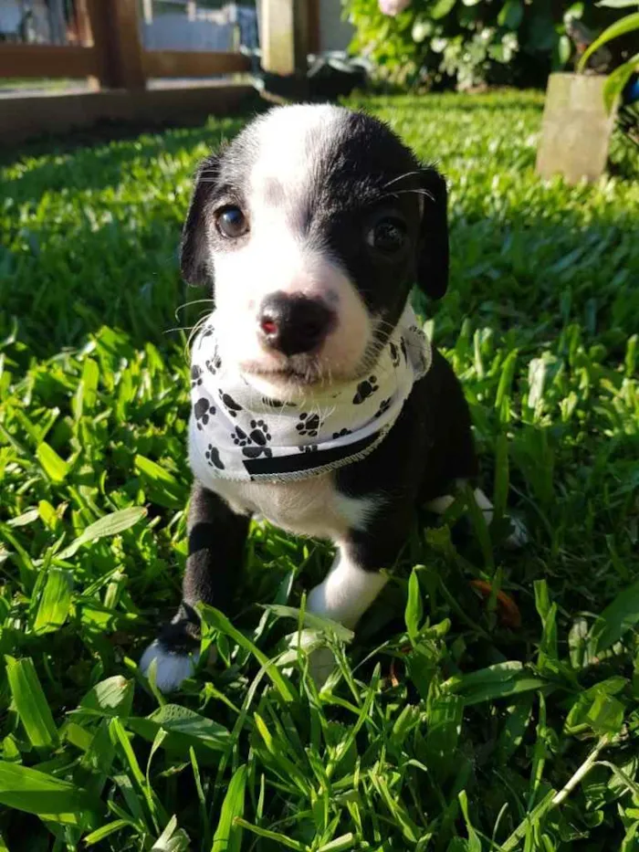 Cachorro ra a Sem raça definida  idade Abaixo de 2 meses nome ROCK