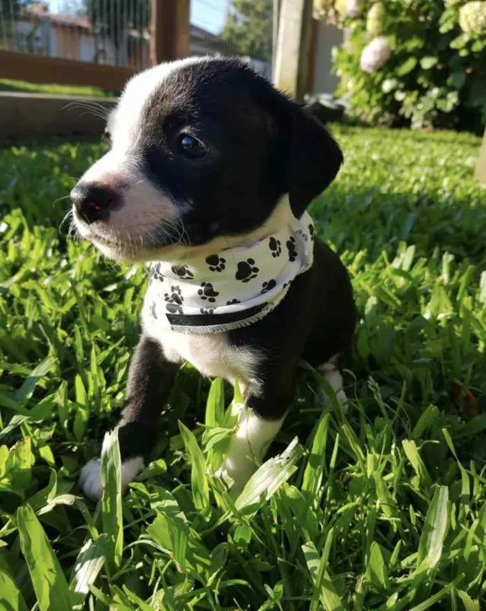 Cachorro ra a Sem raça definida  idade Abaixo de 2 meses nome ROCK