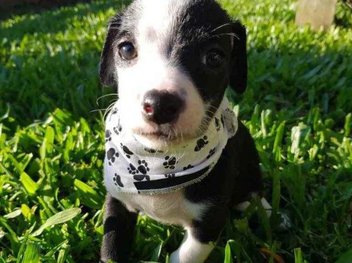 Cachorro ra a Sem raça definida  idade Abaixo de 2 meses nome ROCK