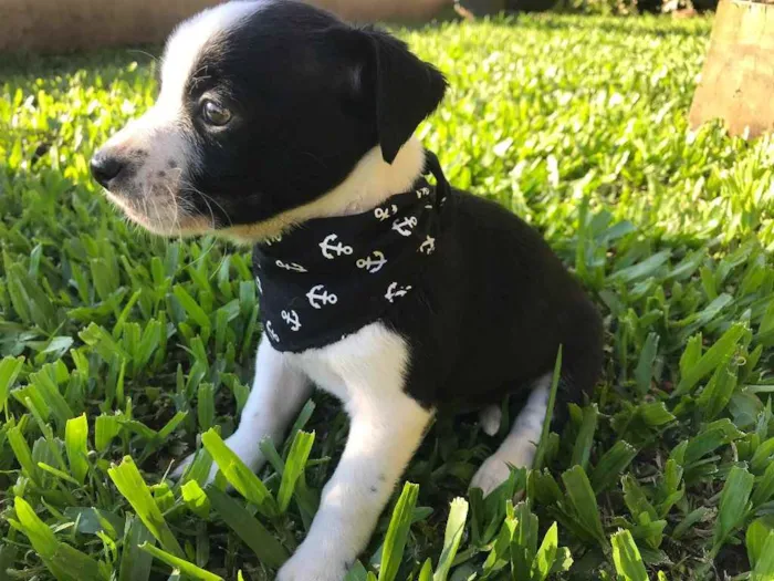 Cachorro ra a Sem raça definida  idade Abaixo de 2 meses nome DARK