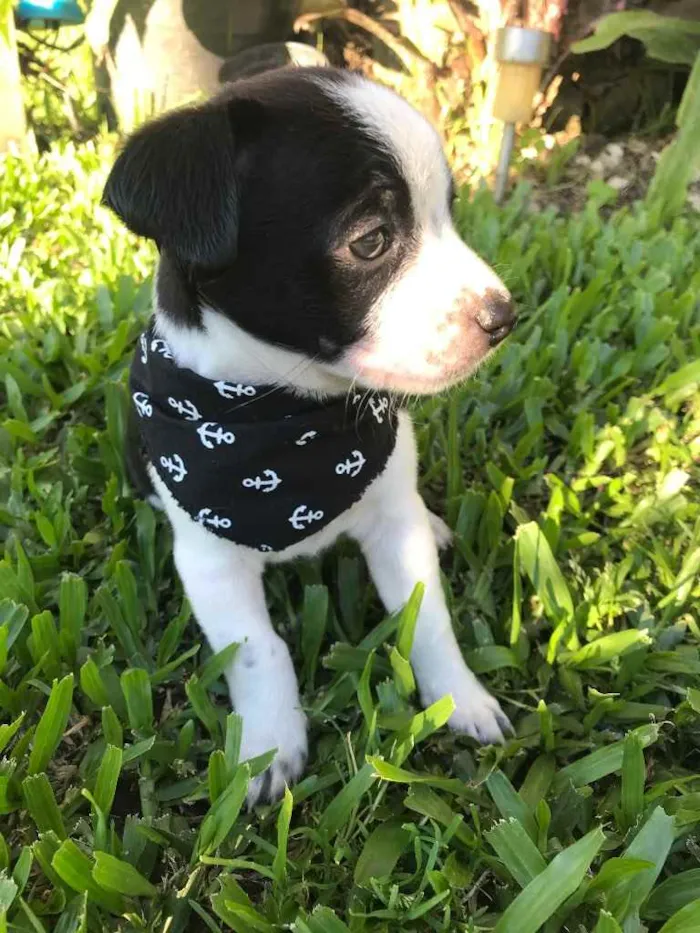 Cachorro ra a Sem raça definida  idade Abaixo de 2 meses nome DARK