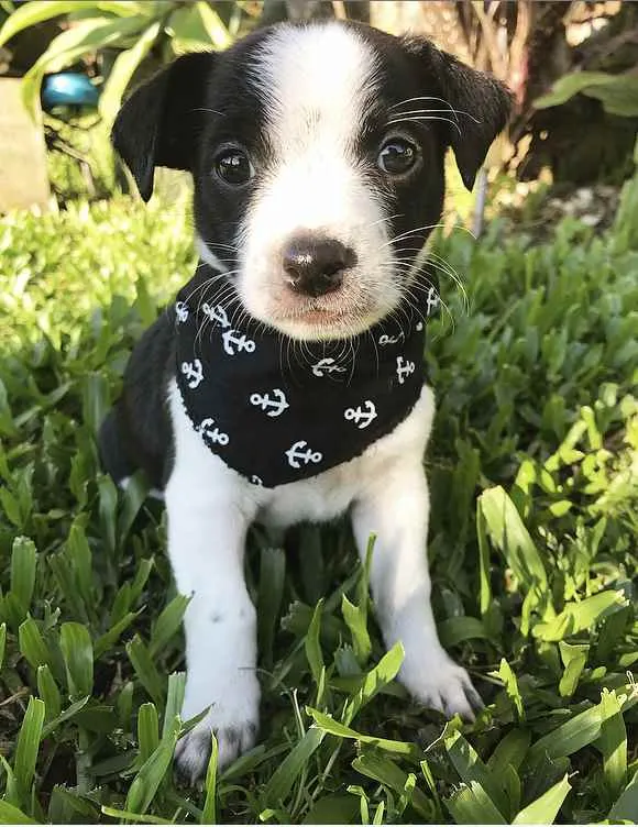 Cachorro ra a Sem raça definida  idade Abaixo de 2 meses nome DARK