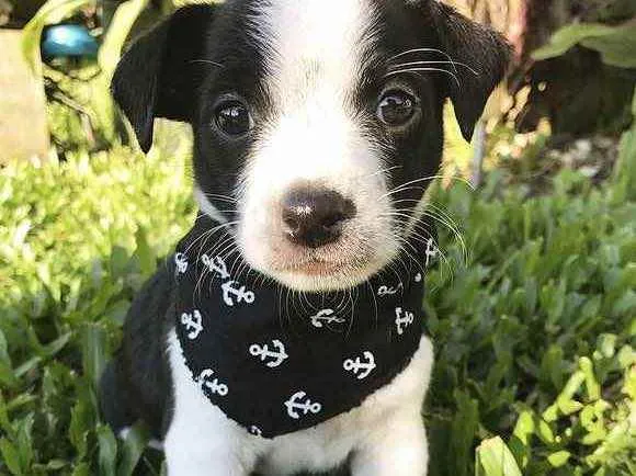 Cachorro ra a Sem raça definida  idade Abaixo de 2 meses nome DARK