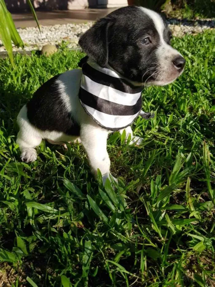 Cachorro ra a Sem raça definida  idade Abaixo de 2 meses nome FOX