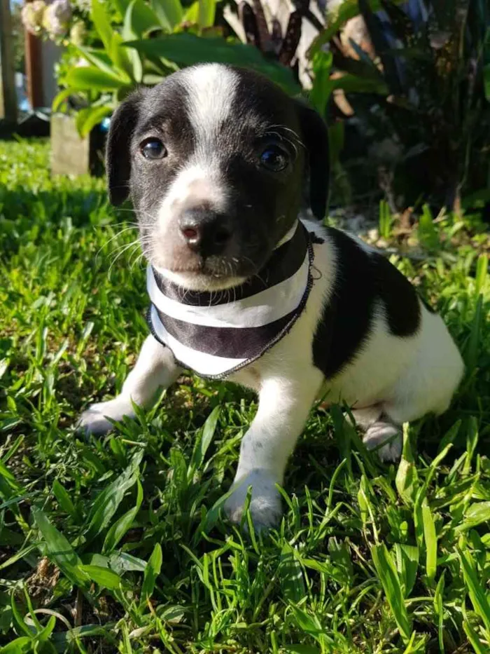 Cachorro ra a Sem raça definida  idade Abaixo de 2 meses nome FOX
