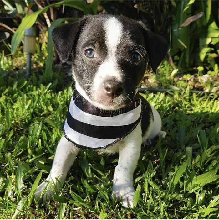 Cachorro ra a Sem raça definida  idade Abaixo de 2 meses nome FOX