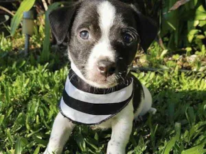 Cachorro raça Sem raça definida  idade Abaixo de 2 meses nome FOX
