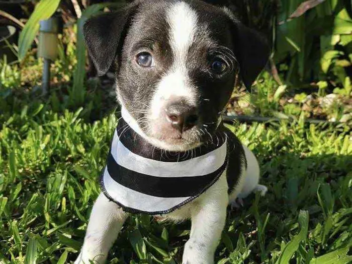 Cachorro ra a Sem raça definida  idade Abaixo de 2 meses nome FOX