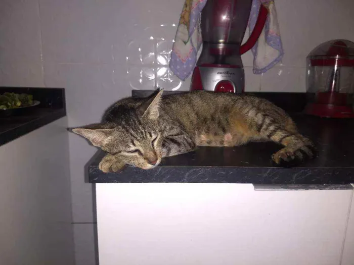 Gato ra a Mestiço idade 2 anos nome Nina