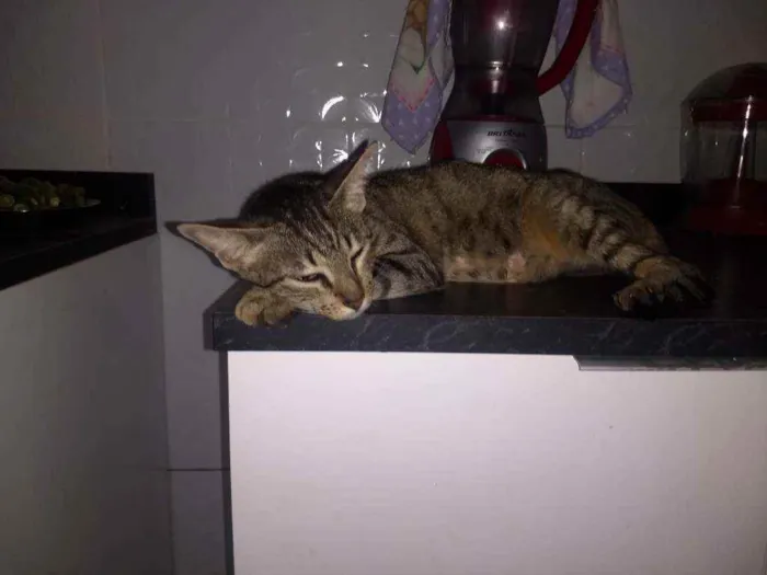 Gato ra a Mestiço idade 2 anos nome Nina