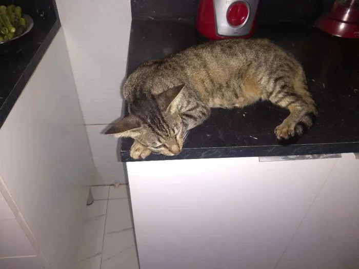 Gato ra a Mestiço idade 2 anos nome Nina