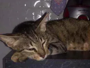 Gato raça Mestiço idade 2 anos nome Nina