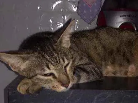 Gato ra a Mestiço idade 2 anos nome Nina