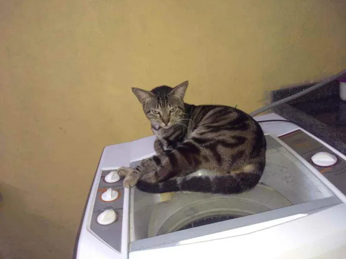 Gato ra a Mestiço idade 2 anos nome Turfão