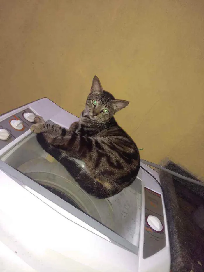 Gato ra a Mestiço idade 2 anos nome Turfão