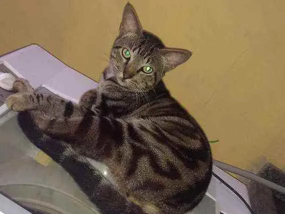 Gato ra a Mestiço idade 2 anos nome Turfão