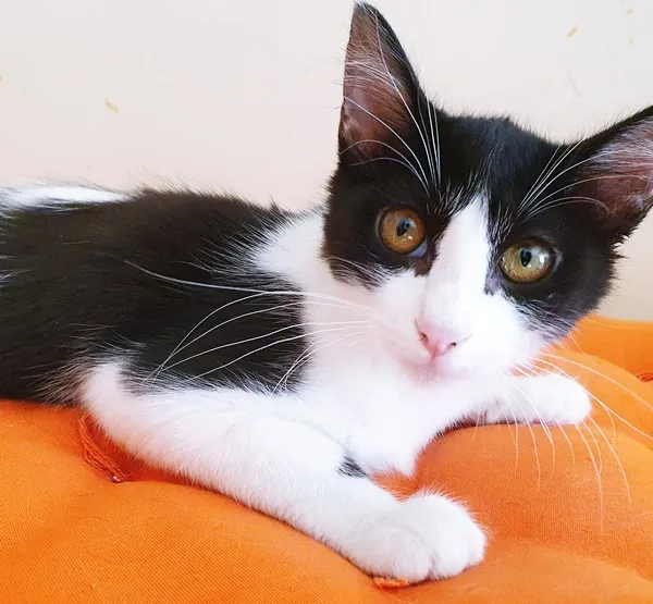 Gato ra a SRD-ViraLata idade 2 a 6 meses nome MARCO FRAJOLA
