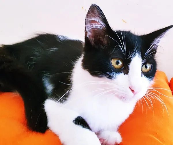 Gato ra a SRD-ViraLata idade 2 a 6 meses nome MARCO FRAJOLA