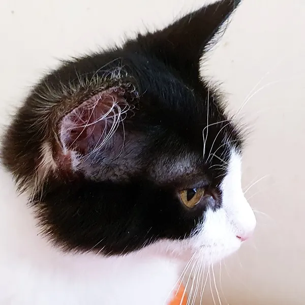 Gato ra a SRD-ViraLata idade 2 a 6 meses nome MARCO FRAJOLA