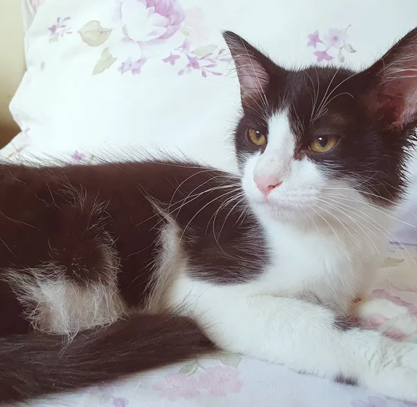 Gato ra a SRD-ViraLata idade 2 a 6 meses nome MARCO FRAJOLA