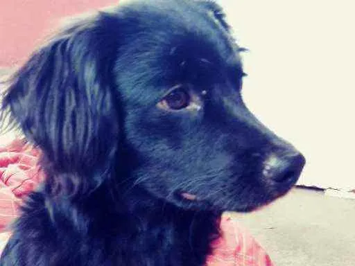 Cachorro raça Mistura idade 7 a 11 meses nome Flash