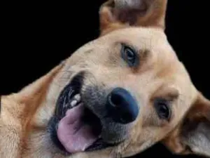 Cachorro raça VIRA LATA idade 4 anos nome LOKI