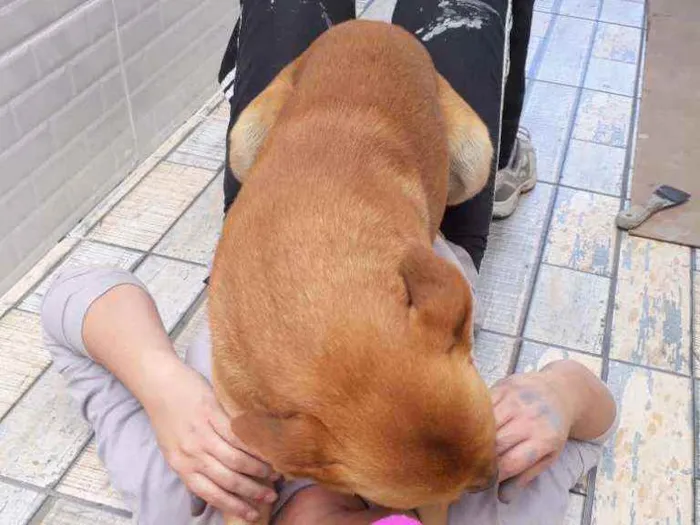 Cachorro ra a VIRA LATA idade 4 anos nome LOKI