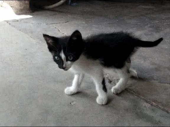 Gato ra a SRD-ViraLata idade 2 a 6 meses nome Não Tem