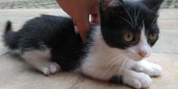 Gato ra a  idade 2 a 6 meses nome Sem nome