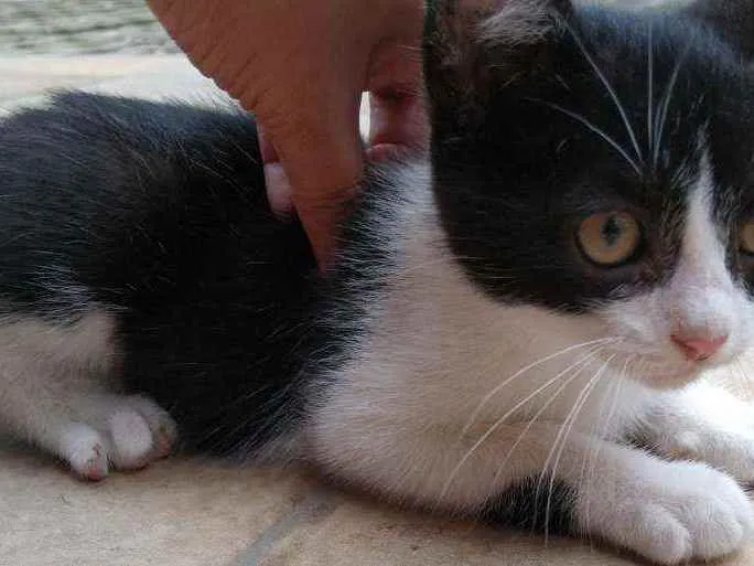 Gato ra a  idade 2 a 6 meses nome Sem nome