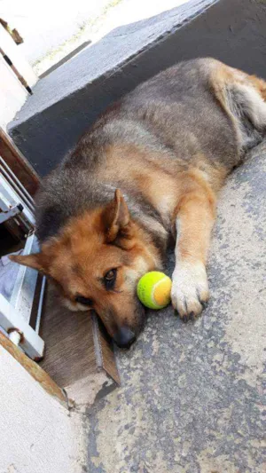 Cachorro raça Pastor alemão  idade 6 ou mais anos nome Laila
