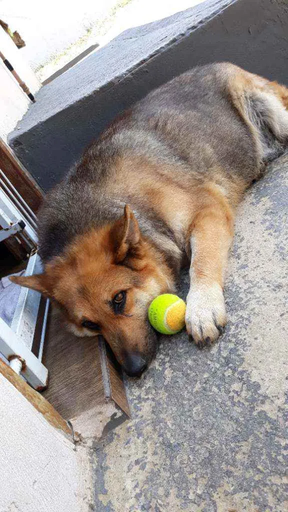 Cachorro ra a Pastor alemão  idade 6 ou mais anos nome Laila