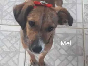 Cachorro raça srd idade 1 ano nome Melzinha