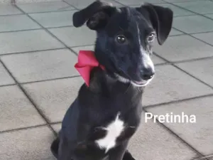 Cachorro raça SRD-ViraLata idade 1 ano nome Pretinha