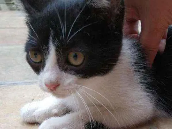 Gato ra a  idade 2 a 6 meses nome Sem nome