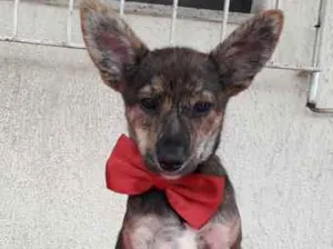 Cachorro raça SRD-ViraLata idade 2 a 6 meses nome filhotes 3 meses