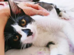 Gato raça SRD idade 2 a 6 meses nome BERTA FRAJOLA